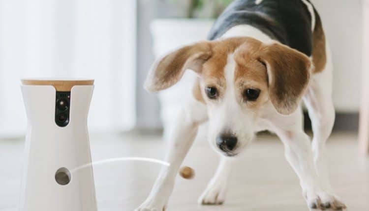 best treat tossing dog camera