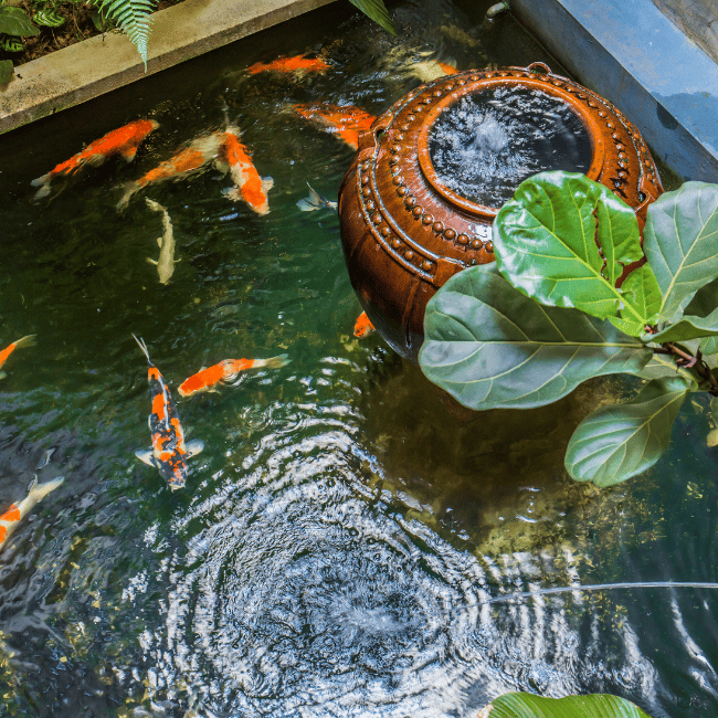 Fish pond